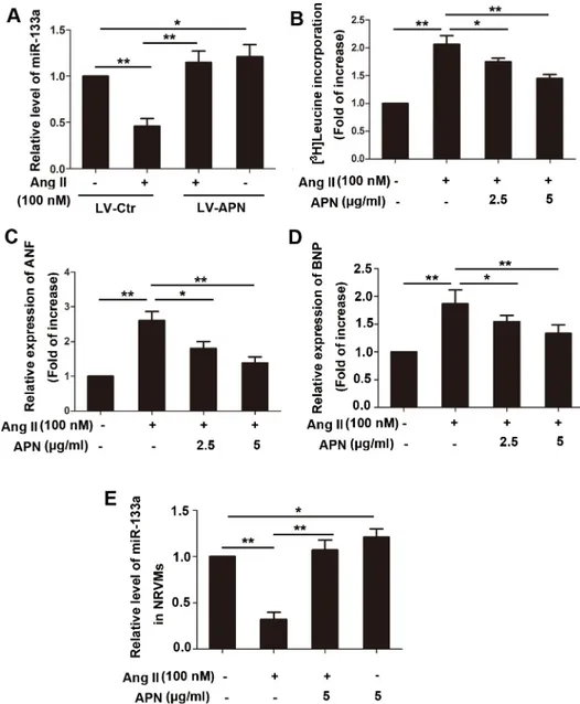 Fig 3. APN attenuated cardiac hypertrophy in vitro and reversed miR-133a downregulation by Ang II in vivo and in vitro