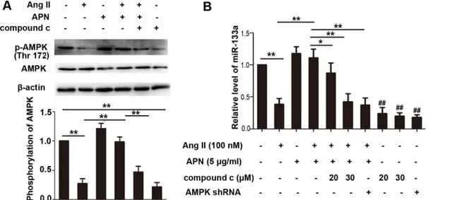 Fig 4. APN upregulated miR-133a through AMPK pathway in the Ang II mediated hypertrophic responses