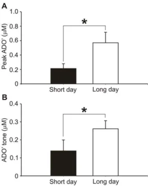 Figure 8. Differential adenosine release in basal forebrain due to seasonal sleep patterns of Djungarian hamsters