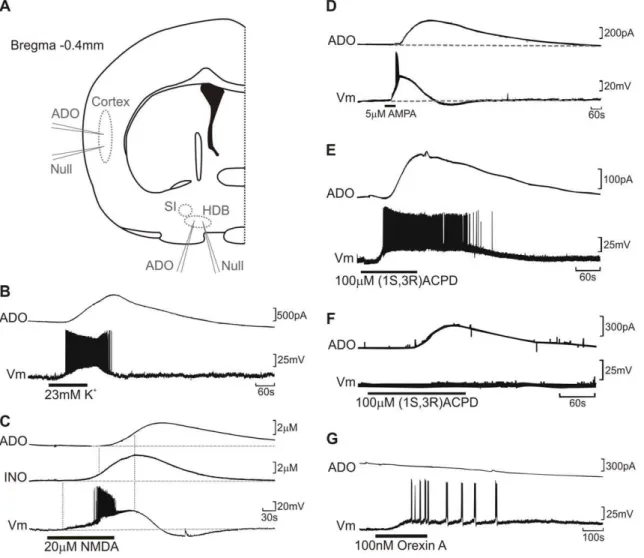 Figure 1. Release of adenosine by depolarisation and agonists. (a) Schematic diagram of a coronal slice indicating location of sensor placements