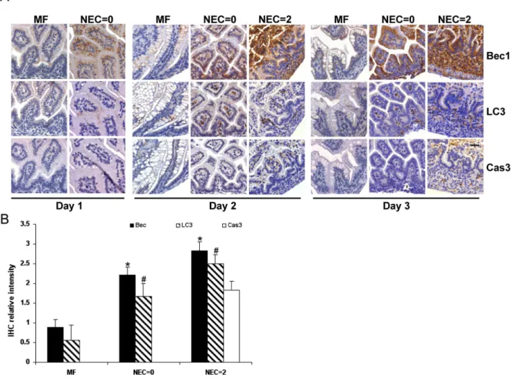 Figure 1. Increased autophagy and apoptosis in experimental neonatal rats with NEC. Representative slides for MF pups and NEC pups processed by H&amp;E, Beclin 1 (Bec1), LC3, TUNEL and cleaved caspase-3 (Cas3) staining