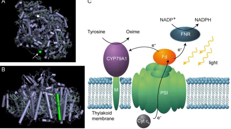 Table 1. Sequences of oligonucleotide primers used in this study.