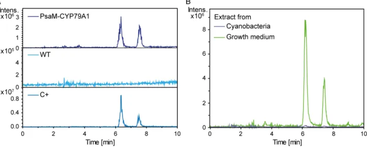 Figure 4. Verification of product formation in living cells. A) Extracted ion chromatograms (m/z 152) from the LC-MS analysis of metabolites extracted from the growth medium of Synechococcus sp