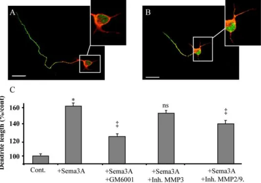 Figure 4. MMP-dependent Sema3A-induced dendritic outgrowth. (A–B) Double staining on dissociated cortical neurons for neurofilament (in green, as an axonal marker) and MAP2 (in red, as a dendritic marker) illustrating the decrease of axonal length and the 