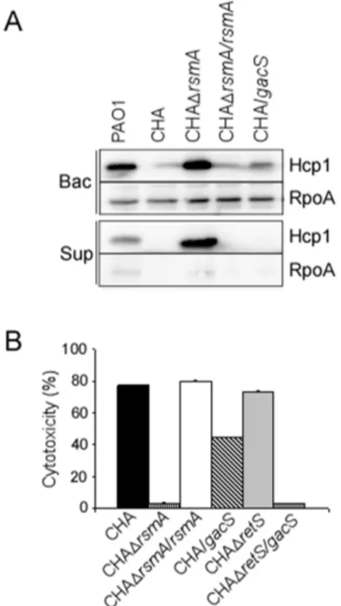 Figure 3. RsmA is responsible for absence of H1-T6SS and high T3SS activity in CHA. (A) Hcp1 synthesis and secretion were analysed by Western blot in the different strains as indicated