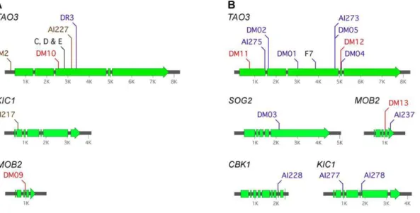 Figure 2. Pseudohyphal strains of C. neoformans derived from independent sources bear RAM pathway mutations
