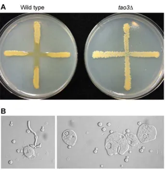 Figure 5. Multiple mechanisms revert mutations in RAM pathway genes to wild type morphology