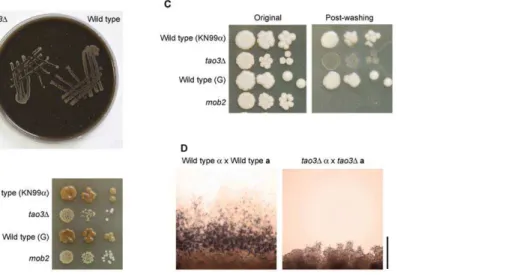 Figure 9. RAM pathway mutants are attenuated for virulence in wax moth larvae. Survival of wax moth larvae infected with wild type strain G (n = 11), mob2 mutant DM09 at two concentrations (n = 11 of 1610 5 cfus, n = 10 of 1610 4 cfus), complemented strain