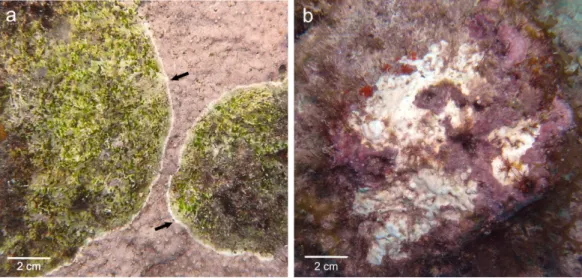 Figure 1 Gross lesions of CCA diseases. (A) CWBS in Paragoniolithon solubile and (B) CWPD in Hydrolithon boergesenii from Curac¸ao in 2012
