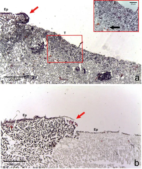 Figure 4 Regrowth of living crust. Regrowth of living crust in (A) CWBS and (B) CWPD. Remnant healthy crust (red arrows) regrew upward and laterally over dead/dying crust