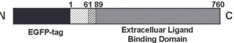 Fig 1. Schematic representation of the hTfR-EGFP chimera. TfR is a type II transmembrane glycoprotein found primarily as a homodimer consisting of identical monomers joined by two disulfide bonds