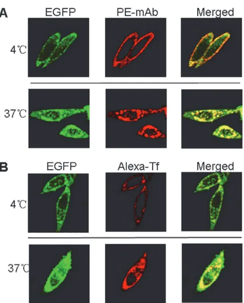 Fig 3. mAb/Tf was bound (4°C) and endocytosed (37°C) by CHO-hTfR cells. (A) 2×10 5 CHO-hTfR cells were incubated with anti-hTfR mAb for 1h followed by PE-conjugated donkey anti-mouse Ab staining for 30min at 4°C (upper)