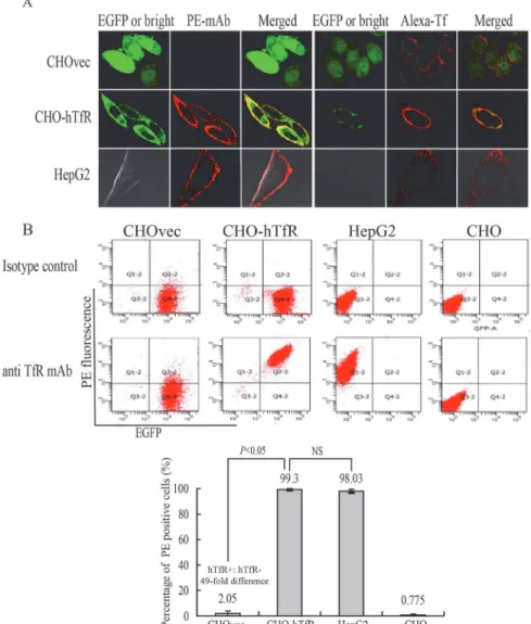 Fig 4. Validation of the hTfR-EGFP specificity. (A) Confocal imaging (4°C) and (B) flow cytometry studies on CHO and CHOvec(hTfR - ) cells, CHO-hTfR (hTfR + ) cells, HepG2 (hTfR + -wt) cells demonstrated the hTfR targeting of mAb and Tf