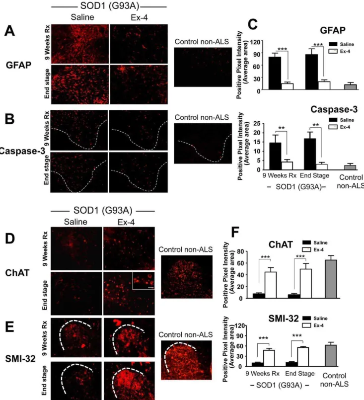 Figure 7. Ex-4 treatment modified cell type specific markers of spinal cord in SOD1 (G93A) mice towards levels present in control non-ALS WT mice