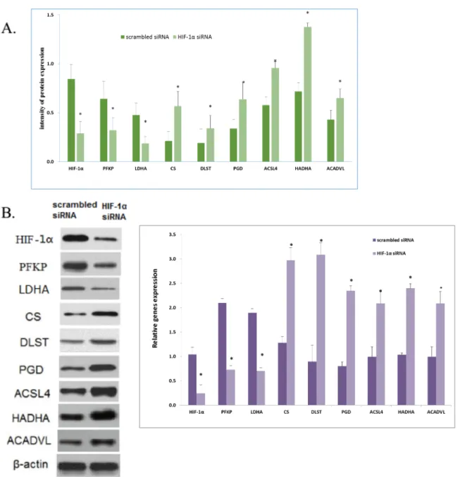 Fig 3. The effect of HIF-1α knockdown on the expression of PFKP, LDHA, CS, DLST, PGD, ACSL4, HADHA and ACADVL in FLS cells