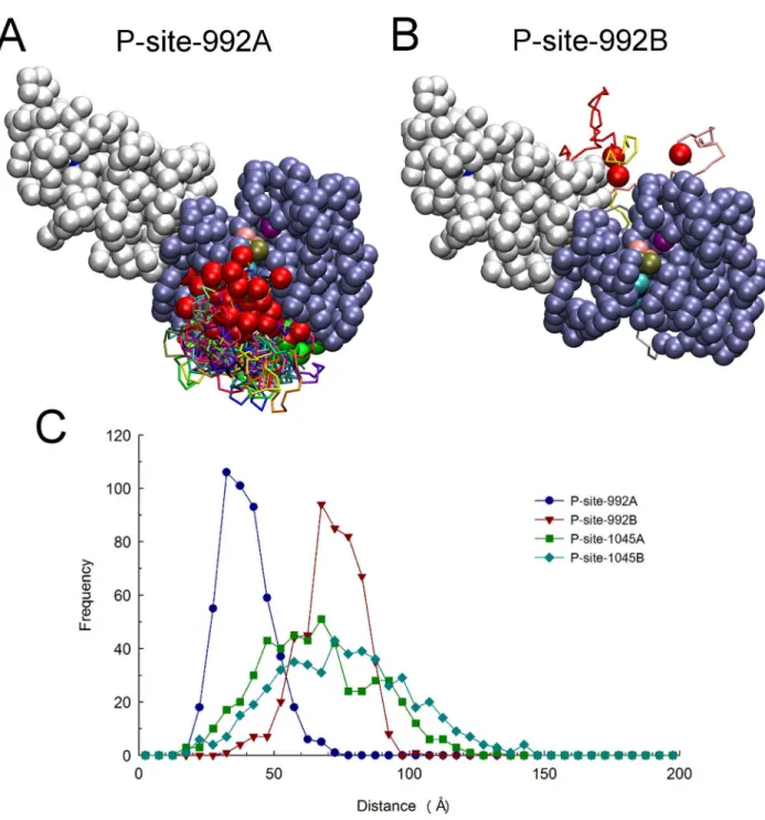 Figure 7. Relative catalytic site access of P-site-992 of the receiver and activator molecules