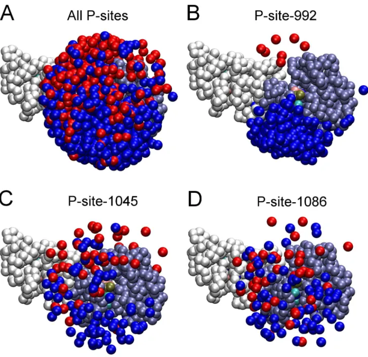 Figure 5. Proximity of P-site tyrosine residues to the catalytic site in randomized EGFR structural models