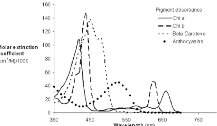 Fig 5. Absorption spectra of the major plant pigments (reproduced from Blackburn, 2007).