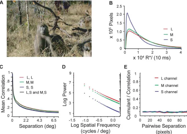 Figure 1. Statistics of cone responses to natural images. A) Image from Okavango Delta, Botswana image database (Photo credit: Lucia Seyfarth)