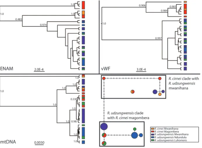 Figure 3. Highest probability species tree selected by all three methods (*BEAST, BPP, and BEST)