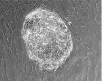 Figure 1. Embryo from co-culture. Human blastocyst attached to decidualized human endometrial stromal cells after 72 h of co-culture.
