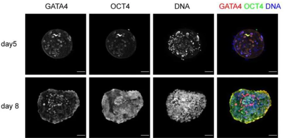 Figure 2. Lineage development in human embryos. Expression of OCT4 and GATA4 in day 5 embryos and in embryos that have been co- co-cultured with decidualized endometrial cells for 72 h