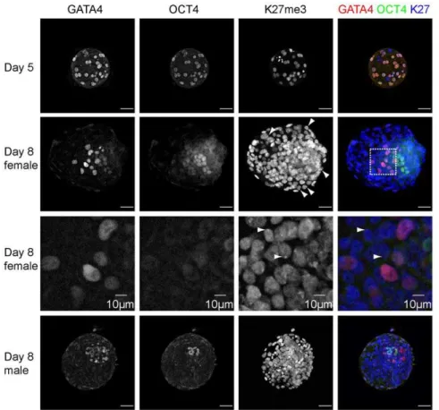 Figure 5. Lineage development and H3K27me3-accumulation on the X-chromosome in human embryos