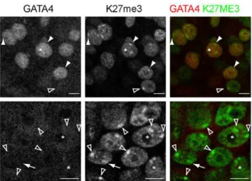 Figure 7. H3K27me3 accumulation in trophectoderm and hypoblast precursors. Expression of GATA4, and H3K27me3 in human embryos that have been co-cultured with decidualized endometrial cells for 72 h