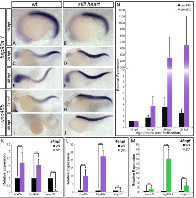 Fig 4. SMYD1b is co-regulated with other myosin chaperones HSP90a1 and UNC45b. In-situ hybridization staining of wild type and still heart embryos shows that hsp90a1 expression is normal in still heart mutants, when compared to wild type embryos at 19hpf (