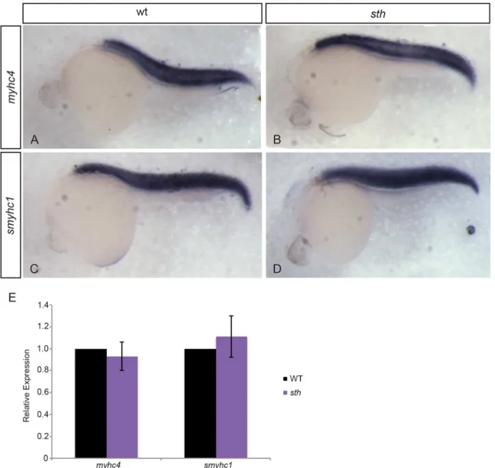 Fig 2. Myosin expression is unaffected by the absence of SMYD1b. At 24hpf, fast myosin (myhc4) expression in wild type (A) and still heart embryos (B) is similar within the trunk muscle