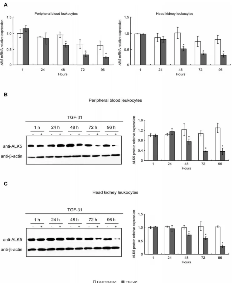 Figure 4. Effects of TGF-b1 on ALK5 mRNA and protein levels in PBL and HKL. After treatment with native or heat treated rgcTGF-b1 (100 ng/ml) for 1–96 h, ALK5 mRNA (A) and protein (B–C) levels in PBL or HKL were analyzed by qPCR and WB, respectively
