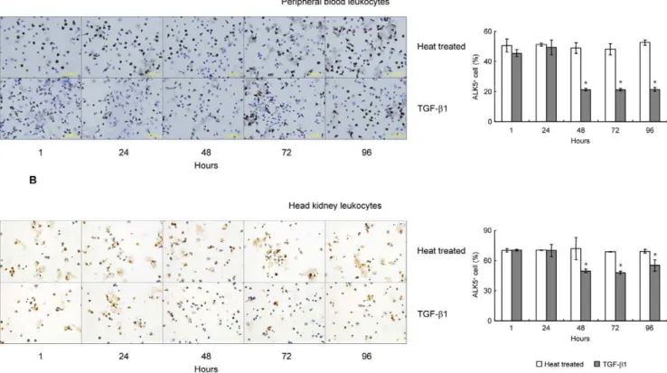 Figure 5. ICC staining and statistical analysis of ALK5 + cells in grass carp PBL and HKL