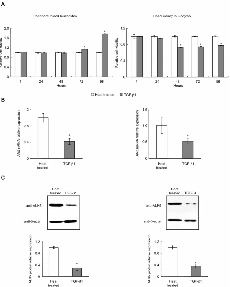 Figure 6. Effects of transient treatment with rgcTGF-b1 for 24 h on cell viability and ALK5 expression in grass carp PBL and HKL