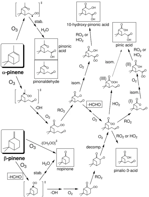 Fig. 1. Schematic representation of the formation routes of C 9 and C 10 acid products and the major carbonyl products (HCHO, pinonaldehyde and nopinone), following the ozonolysis of α- and β-pinene, as applied in the present work