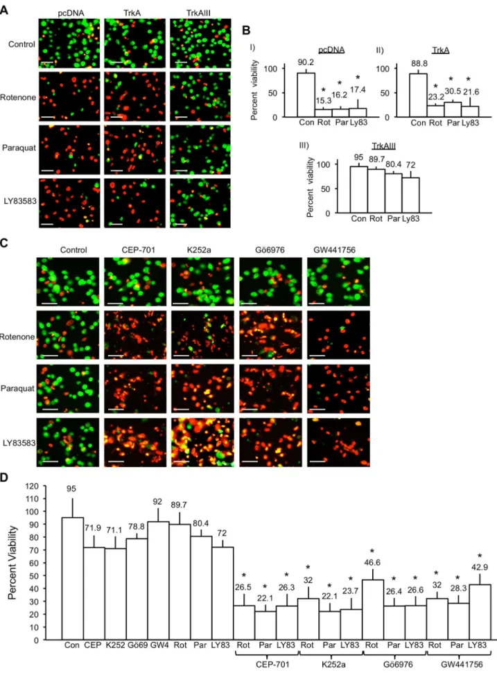 Figure 10. TrkAIII protects SH-SY5Y cells against ROS-mediated death. A) Digital fluorescence micrographs demonstrating changes in viability (green = alive; red = dead) in pcDNA, TrkA and TrkAIII SH-SY5Y cells under basal conditions (Control) or treated fo