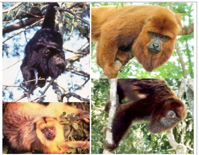 Fig. 1. Howler monkey species native to the state of Rio Grande do Sul. Top and bottom left: adult male and  subadult female black-and-gold howler monkey (Alouatta caraya), respectively; top and bottom right: adult  male and adult female brown howler monke
