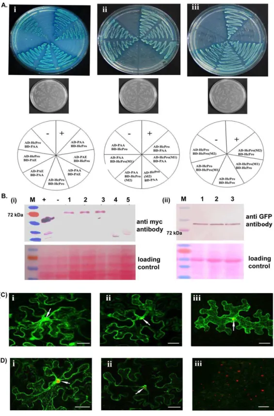 Figure 2. PRSV HcPro interactions and localization. A. For yeast two-hybrid assays the constructs were transformed in Saccharomyces cerevisiae strain AH109 cells
