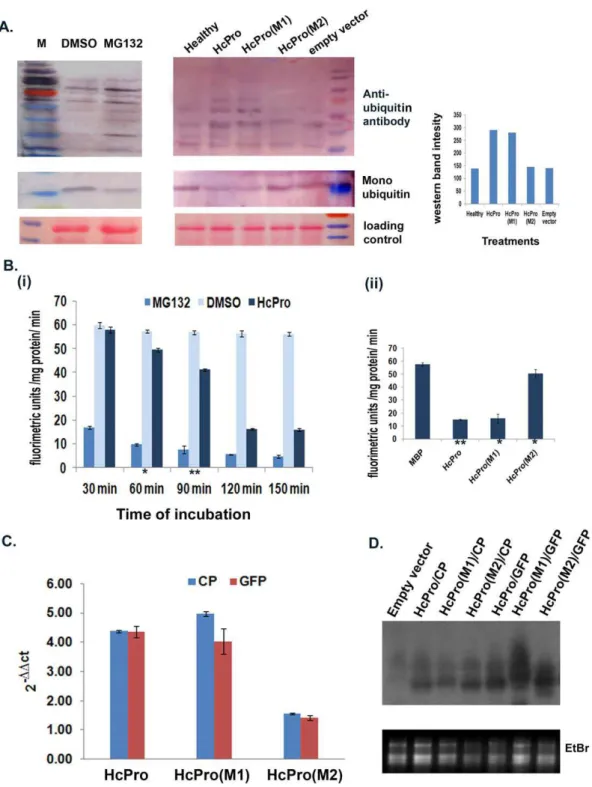 Figure 3. HcPro effects on 20S proteasome catalytic activities. A. Quantification by western blotting of the steady-state levels of accumulation of total ubiquitinated protein in the infiltrated patch using a rabbit polyclonal anti-ubiquitin antiserum