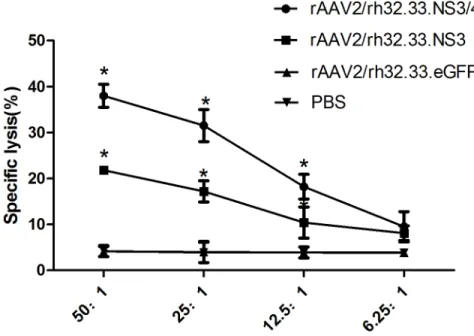 Fig 6. NS3-specific CTL activity in splenocytes from vaccinated mice. Mice were vaccinated with rAAV2/