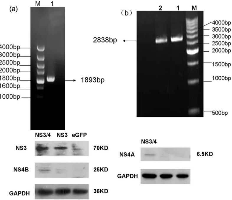 Fig 1. Construction and characterisation of recombinant AAV vectors. (a) Electrophoretic profile of the product of RT-PCR amplification of the NS3 region of HCV