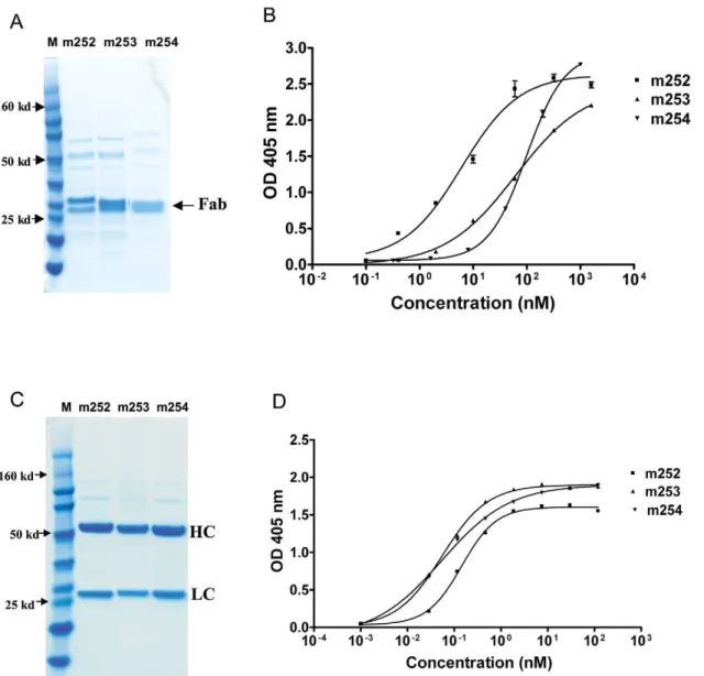 Figure 1. Characterization of the anti-F1 and anti-V antigen human antibodies. A. Anti-F1 human antibody m252 and anti-V human antibodies m253 and m254 were expressed as Fabs, purified, and analyzed on a reducing SDS-PAGE gel