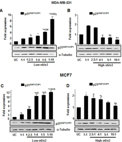 Fig 7. Differential ratios of n6/n3 regulate p21 WAF1/CIP1 expression in breast cancer cells
