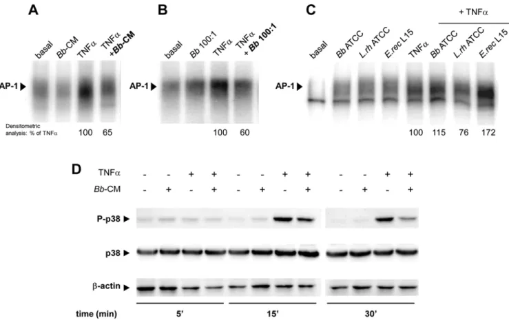 Figure 4. Bb and its soluble factors inhibit TNFa-induced phosphorylation of p38-MAPK in epithelial cells