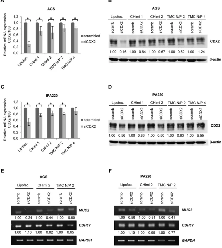 Figure 3. CHimi and TMC nanoparticle transfection assessments. (A, C) CDX2 mRNA levels in AGS and IPA220 cells 48 hours post- post-transfection with 50 nM and 75 nM of scrambled and CDX2 siRNA, respectively (n = 3; average 6 SD), * p,0.05