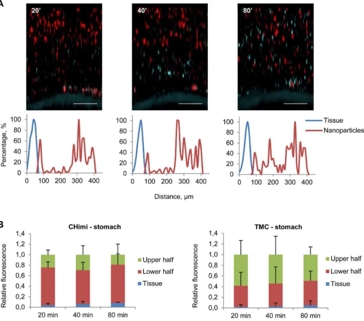 Figure 4. Mucus penetrability of nanoparticles in mouse gastric explants. (A) Representative Z – stack projections of TMC/siRNA nanoparticles in stomach explants and the corresponding normalised intensity plots; tissue is blue and nanoparticles are red