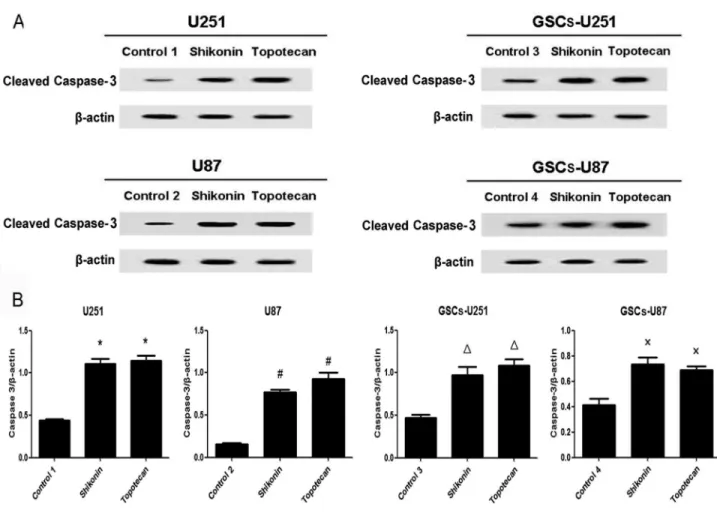 Figure 7.  Shikonin or topotecan increased cleaved caspase-3 protein expression.  The cleaved caspase-3 expressing levels (A) and quantitative analysis (B) of U251, U87, GSCs-U251 and GSCs-U87 cells treated with shikonin or topotecan