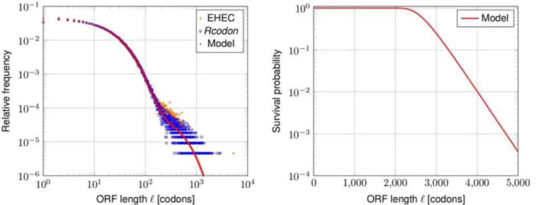 Figure 2. ORF lengths distribution and survival probability. Left panel: Shown is the relative frequency of the EHEC ORF lengths (orange triangles) and of Rcodon (blue open dots)