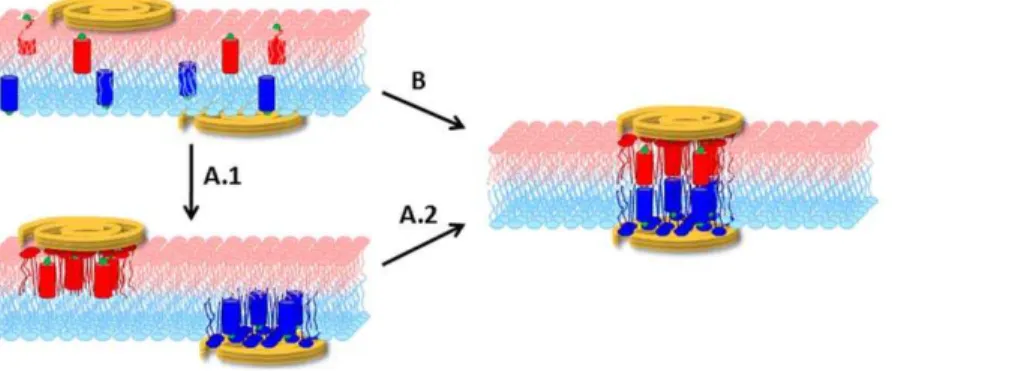 Figure 1. Genesis of a transmembrane cluster. We distinguish between two hypotheses: (i) Clustering occurs independently in the two leaflets (A.1)