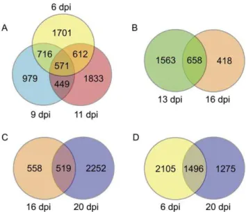 Figure 4. Relationship of DEGs in different symptom stages. A, relationship between DEGs at 6, 9 and 11 dpi; B, relationship between DEGs at 13 and 16 dpi; C, relationship between DEGs at 16 and 20 dpi;