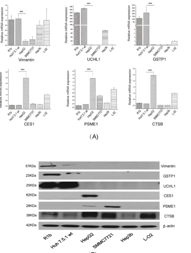 Fig 5. The key differentially expressed proteins in IPA networks analysis were validated by qRT-PCR and western blot
